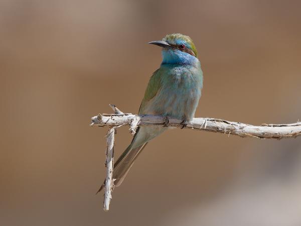 Green bee-eater (Merops orientalis)